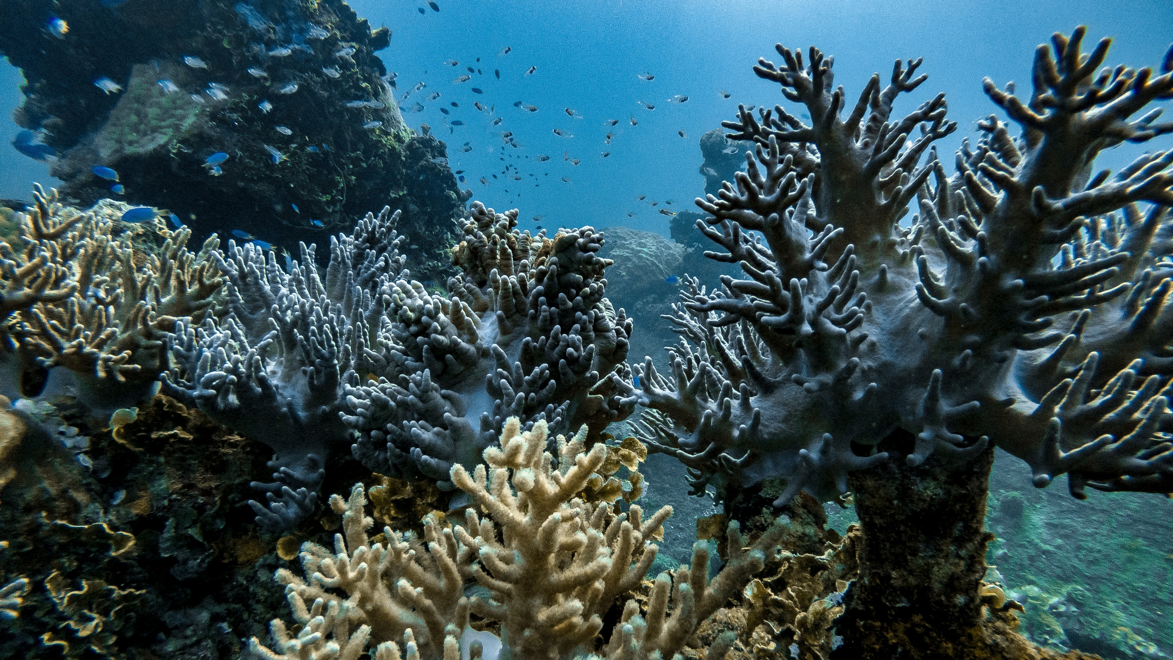 assorted-color corals